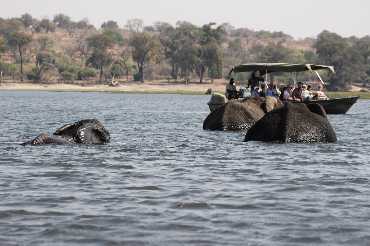 elephants-5083267_1280
