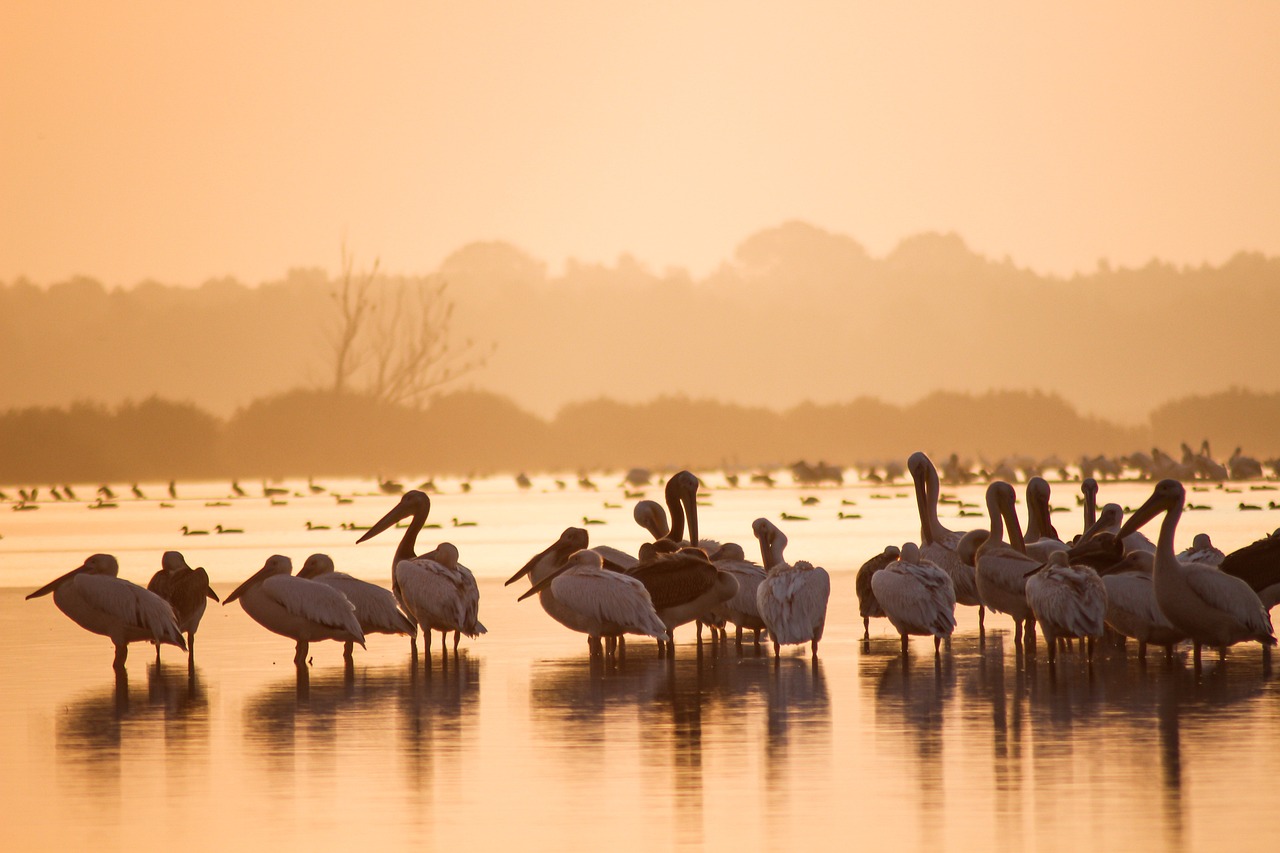 great-white-pelicans-5791392_1280