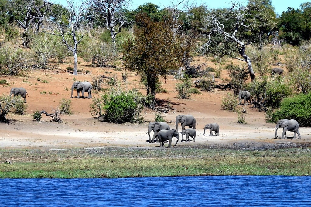 elephants chobe