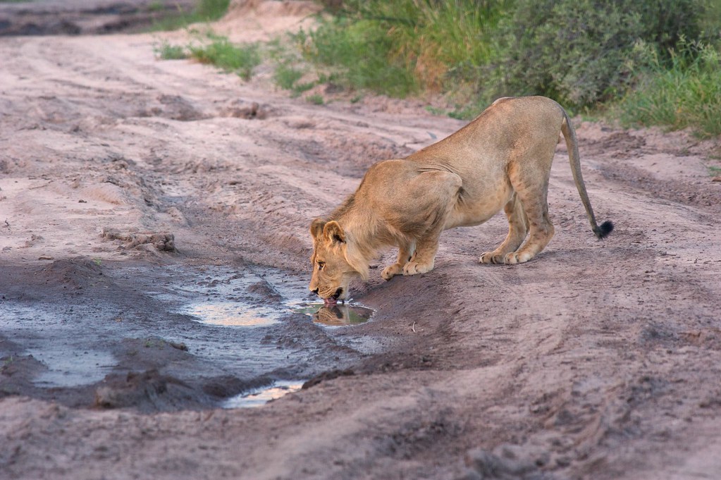 lion-kalahari